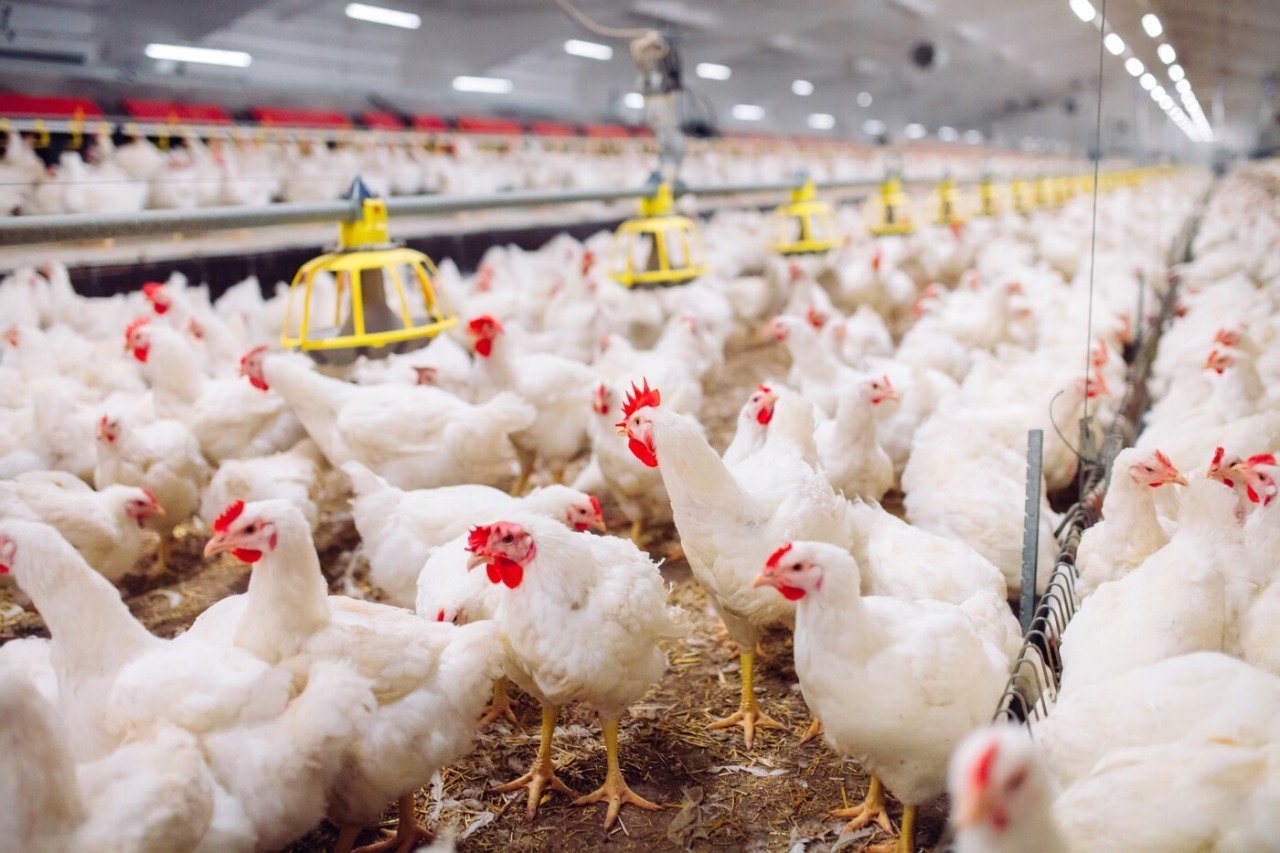AGRODEFESA-GOIAS-REFORCA-MEDIDAS-DE-PREVENCAO-CONTRA-INFLUENZA-AVIARIA
