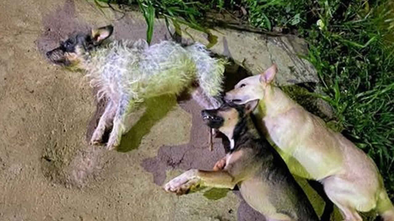 04-11-21-cachorros-envenenados-em-paracatu