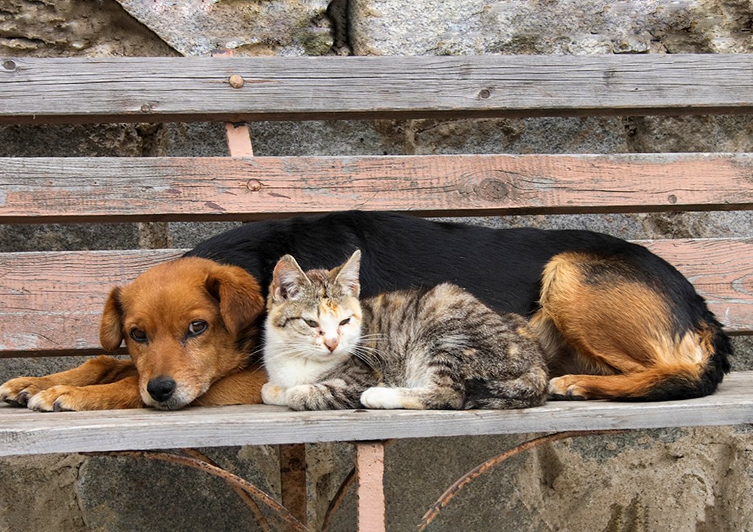 1100x777-cachorrobanner-1