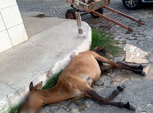 burro_morto_centro_de_cajazeiras