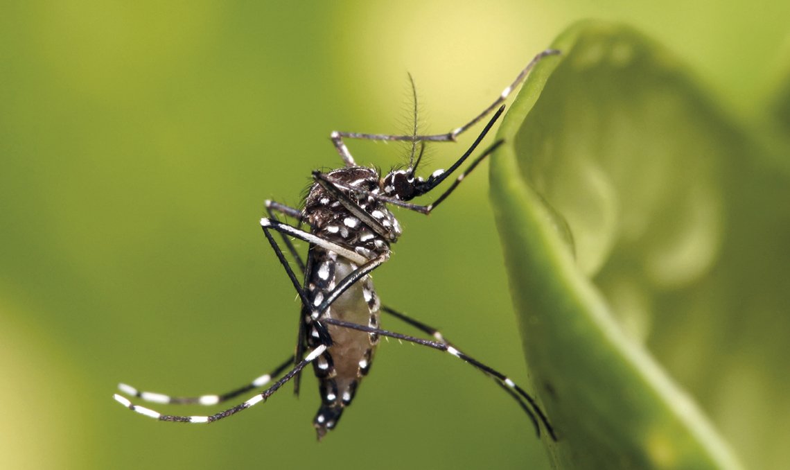 RPF-chikungunya-aedes-aegypti-2023-11-site-00-1140