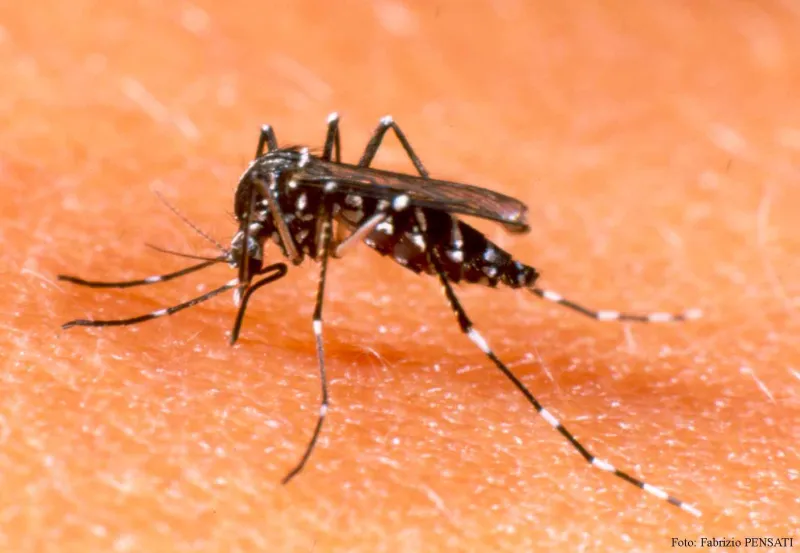 Dengue-1