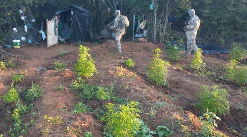 OPERACAO-PES-DE-MACONHA-PARAIBA-1