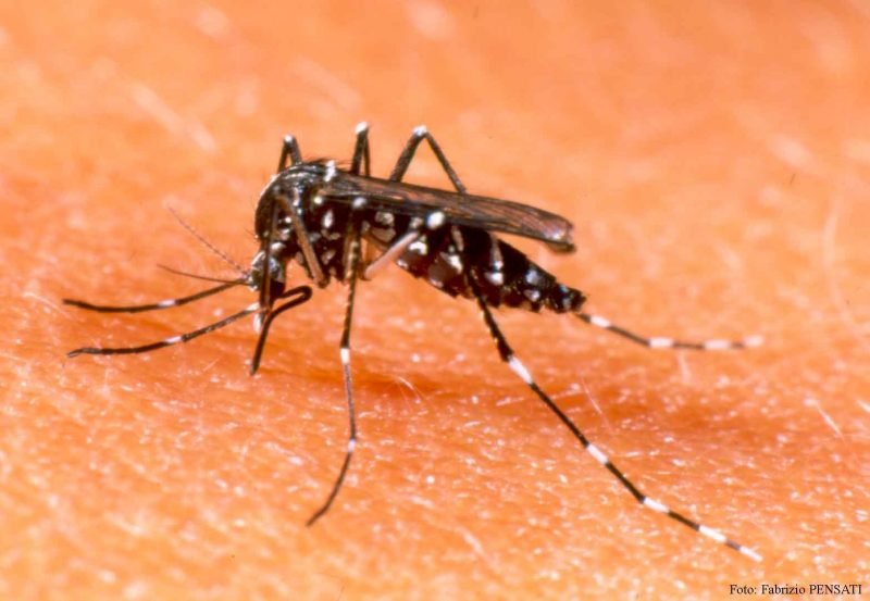 Dengue-800x553