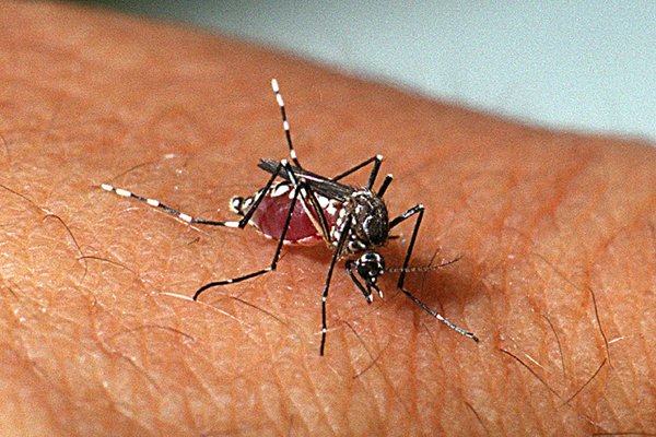 Mosquito-da-dengue
