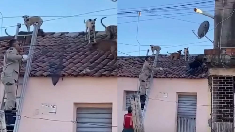 Bombeiros fazem resgate de cães em telhado de residência na cidade de sousa e vídeo viraliza