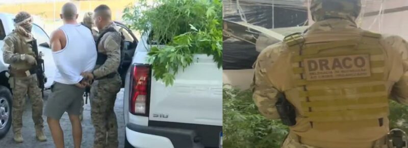 Operação contra o tráfico prende policial e apreende plantação de maconha