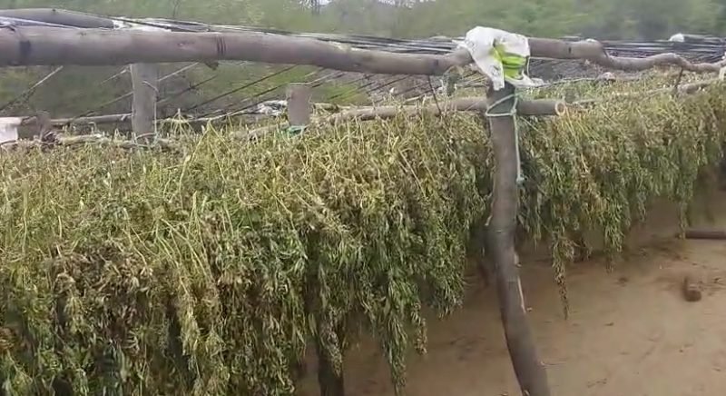 Plantacao-de-maconha-800x436