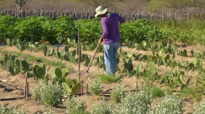 Governo abre crédito de R$ 12 bilhões para produtores rurais