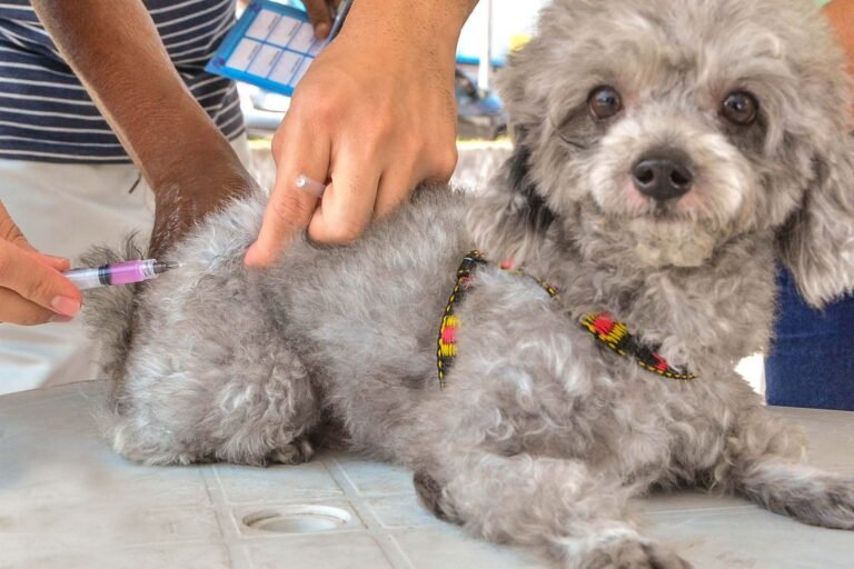 João Pessoa realiza dia D de vacinação animal, em mais de 100 postos, neste sábado