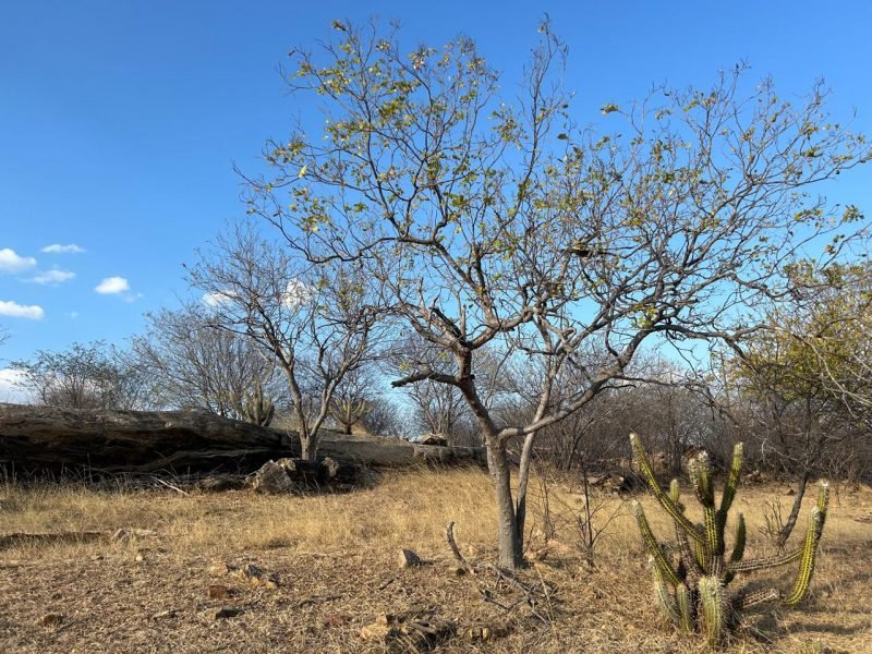 Enquanto cidade sofre com estiagem, outra enfrenta consequências da chuva na PB