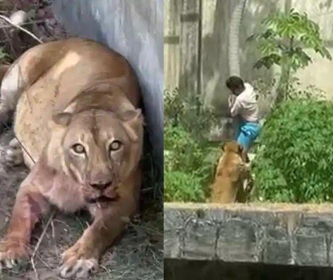 Homem invade jaula de leoa no Parque da Bica, é atacado por animal e morre; vídeo