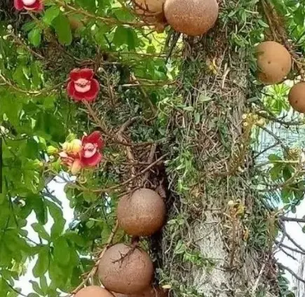 Prefeitura de Santa Rita fecha contrato de mais de R$ 400 mil para compra de mudas de plantas