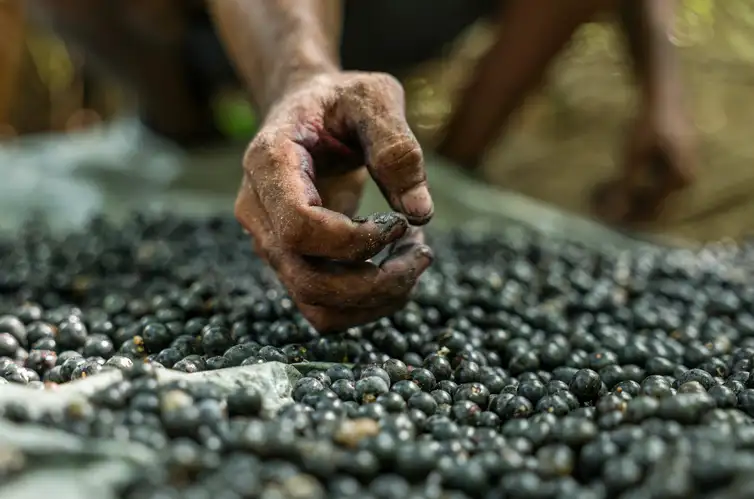 Trabalhadores fazem colheita de açaí plantado em sistema de agrofloresta. - Marcelo Camargo/Agência Brasil